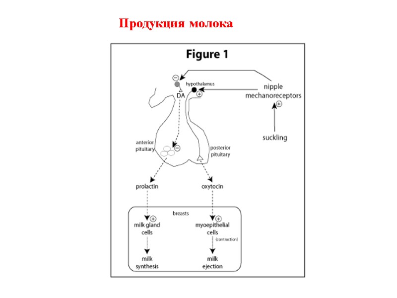 Продукция молока Продукция молока